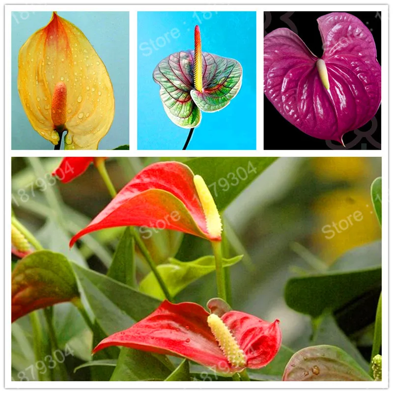 rare Anthurium Andraeanum flores Bonsai Flower Plant plantas colorful leaves balcony potted plant for DIY home garden 200pcs/bag
rare Anthurium Andraeanum flores Bonsai Flower Plant plantas colorful leaves balcony potted plant for DIY home garden 200pcs/bag