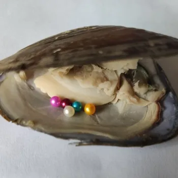 3-4mm Mini Pearls in Freshwater Oysters, Freshwater Shells with 5 Random Colors Baby Round Pearls Quints Freshwater Oyster FP475
3-4mm Mini Pearls in Freshwater Oysters, Freshwater Shells with 5 Random Colors Baby Round Pearls Quints Freshwater Oyster FP475