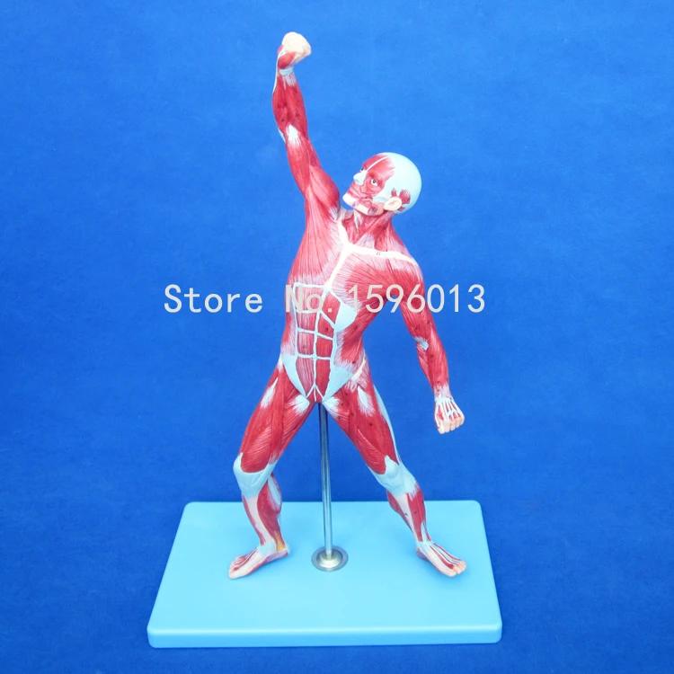 HOT 50CM Muscles of Male model, Male Muscles Model, Anatomical Model of Human Muscles
HOT 50CM Muscles of Male model, Male Muscles Model, Anatomical Model of Human Muscles