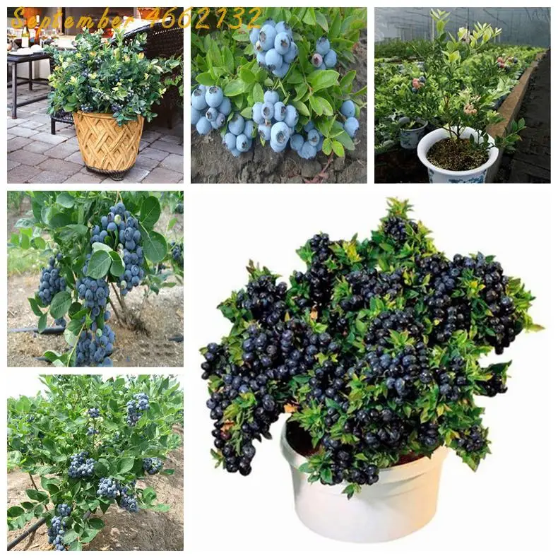 BlueBerry Bonsai Sales promotion100pcs BlueBerry Bonsai Fruit Outdoor Tree Highbush Blueberries DIY Countyard Plants for Home
BlueBerry Bonsai Sales promotion100pcs BlueBerry Bonsai Fruit Outdoor Tree Highbush Blueberries DIY Countyard Plants for Home