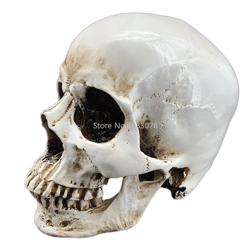 1:1 HumanHuman Anatomical Anatomy Resin Head Skeleton Skull Teaching Model Detachable School Educational Human Head 20x14x16cm
1:1 HumanHuman Anatomical Anatomy Resin Head Skeleton Skull Teaching Model Detachable School Educational Human Head 20x14x16cm