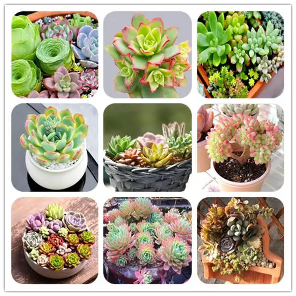 100 pcs mixed Mini Succulent Cactus Rare Succulent Perennial Herb Plants Bonsai Pot Flower Indoor for home flower
100 pcs mixed Mini Succulent Cactus Rare Succulent Perennial Herb Plants Bonsai Pot Flower Indoor for home flower