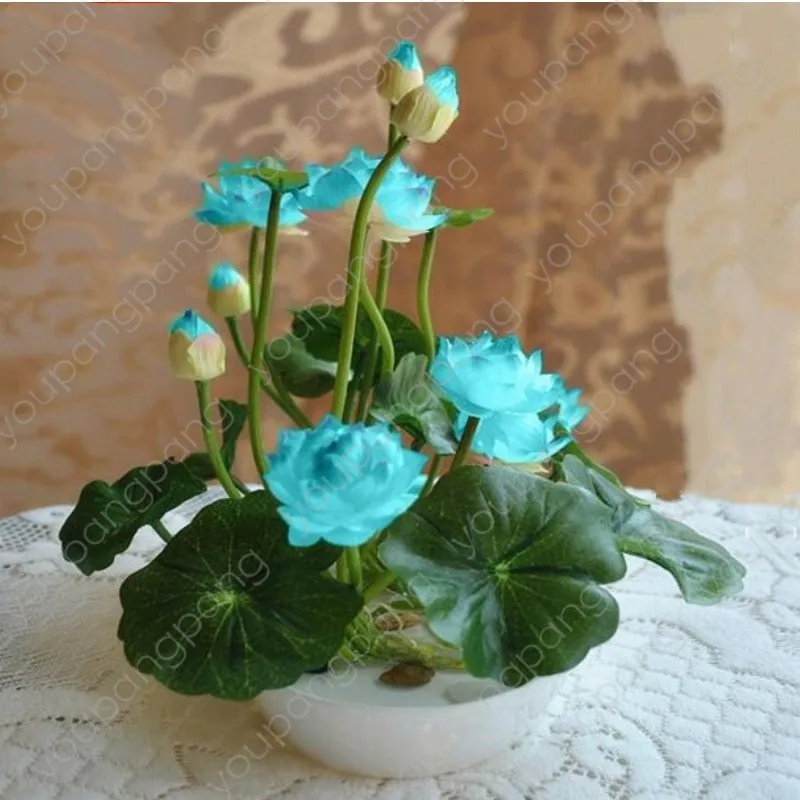 Hot Sale 10 Pcs/Pack Bowl lotus Bonsai Hydroponic Plants Aquatic Plantas Flower Pot Lotus Water Lily plant Bonsais Garden
Hot Sale 10 Pcs/Pack Bowl lotus Bonsai Hydroponic Plants Aquatic Plantas Flower Pot Lotus Water Lily plant Bonsais Garden