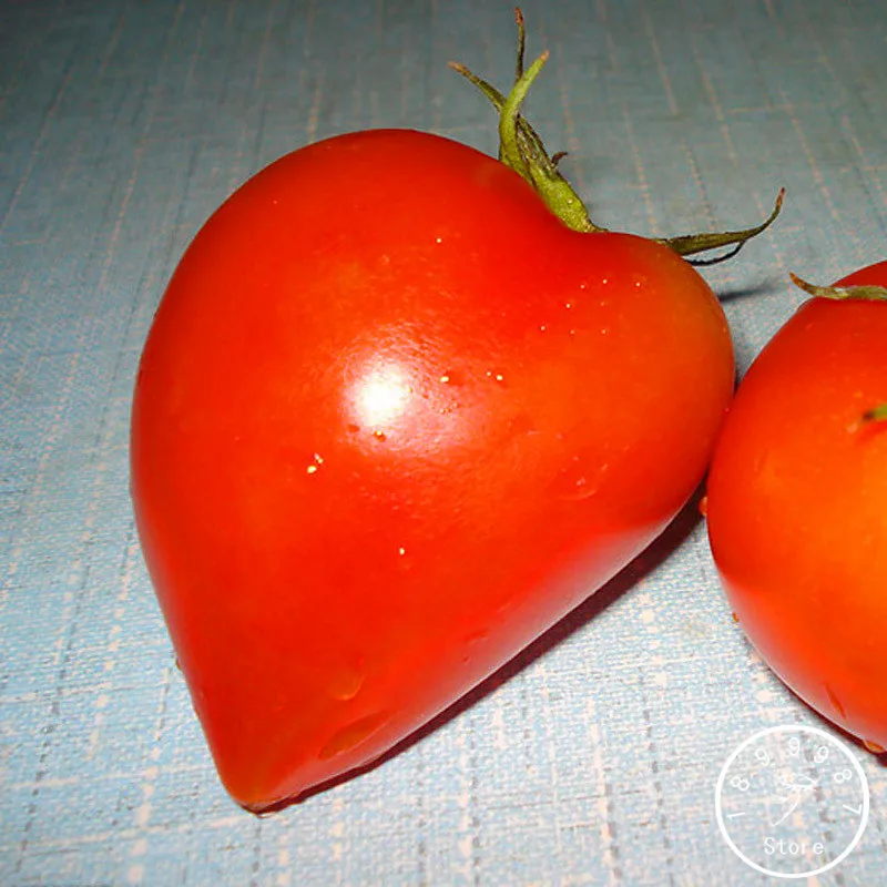 Promotion!100 Pcs/Bag Red peach tomatoes Balcony Fruits Vegetables Bonsai Potted Plant garden Tomato flores,#67MH20
Promotion!100 Pcs/Bag Red peach tomatoes Balcony Fruits Vegetables Bonsai Potted Plant garden Tomato flores,#67MH20
