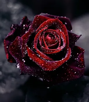 Free Shipping 5D Full Drill Diamond Painting Mosaic Embroidery Cross Stitch Home Decor Patchwork Accessories violet rose Y619
Free Shipping 5D Full Drill Diamond Painting Mosaic Embroidery Cross Stitch Home Decor Patchwork Accessories violet rose Y619