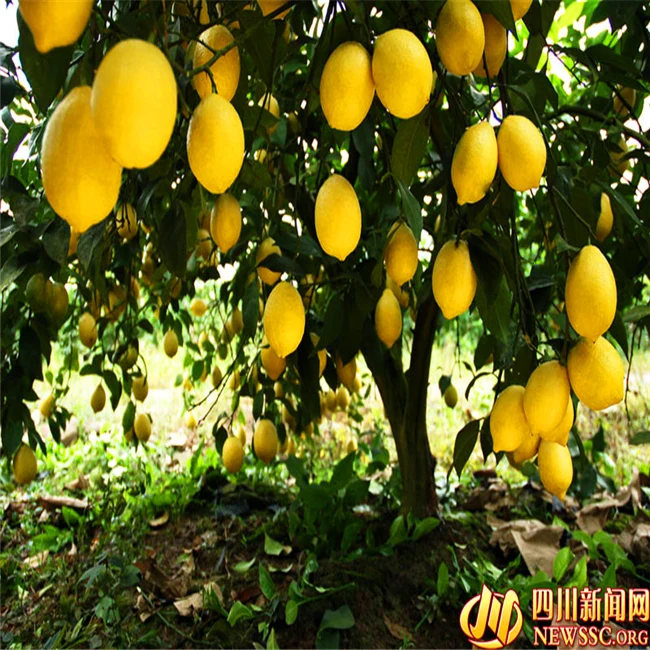 Image 20 pcs bag lemon seeds home plant Delicious fruit seeds very big and sweet for home garden plan  T058