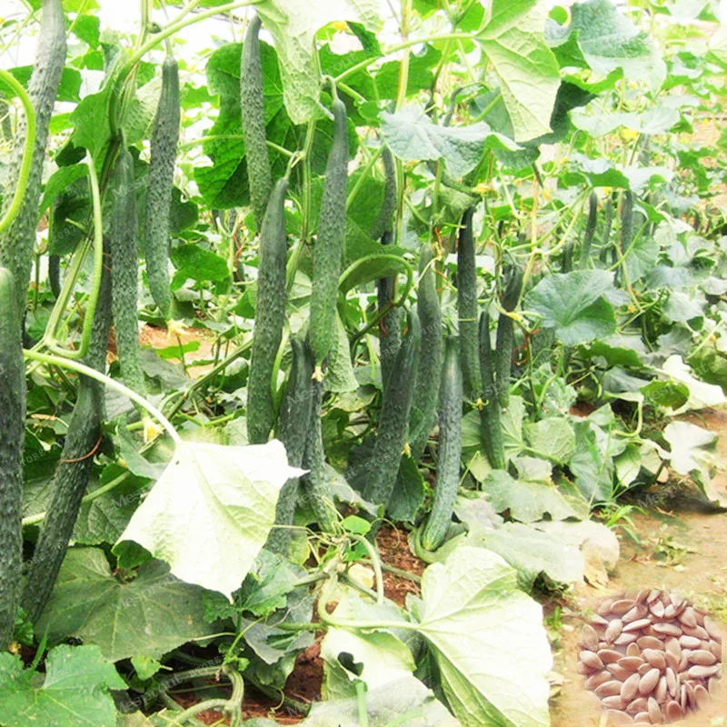 Image Cucumber Seeds 100 Pcs Delicious Nutrition Cucumber Vegetable And Fruit Seeds Bonsai Plant DIY Home Garden  Plant Free Shipping