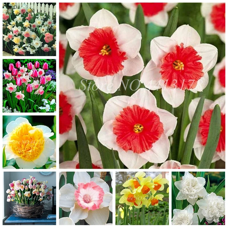 100 Pcs/ bag Bonsai Of Aquatic Plants Double Petals Mixed Indoor Daffodils Potted Narcissus Planta For Home & Garden Planting
100 Pcs/ bag Bonsai Of Aquatic Plants Double Petals Mixed Indoor Daffodils Potted Narcissus Planta For Home & Garden Planting