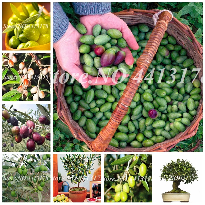 5 pcs/ bag Exotic Bonsai Olive Tree (Olea Europaea) Outdoor Potted Mini Olive Tree Fresh for Home Garden Flower Pot Planters
5 pcs/ bag Exotic Bonsai Olive Tree (Olea Europaea) Outdoor Potted Mini Olive Tree Fresh for Home Garden Flower Pot Planters