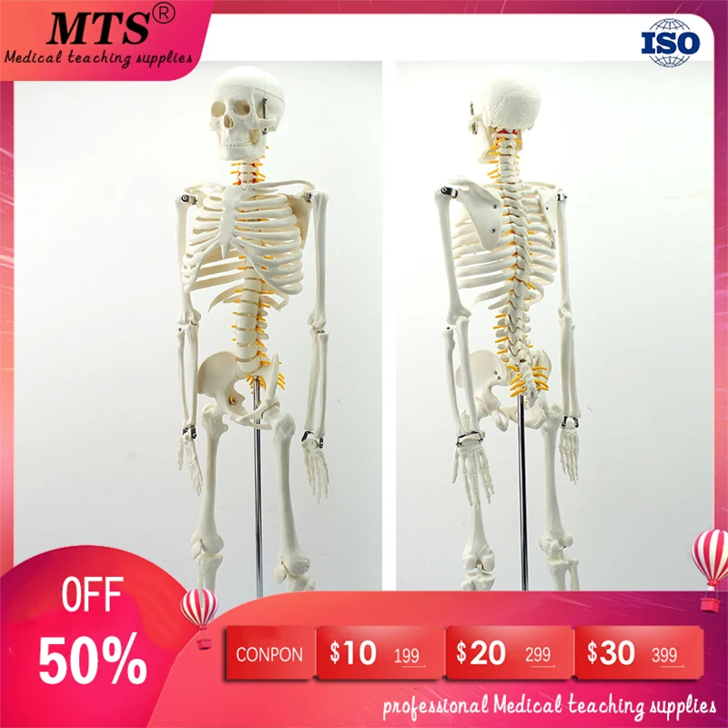 85cm human standard skeleton model with spinal nerve model medical teaching educational free shipping
85cm human standard skeleton model with spinal nerve model medical teaching educational free shipping