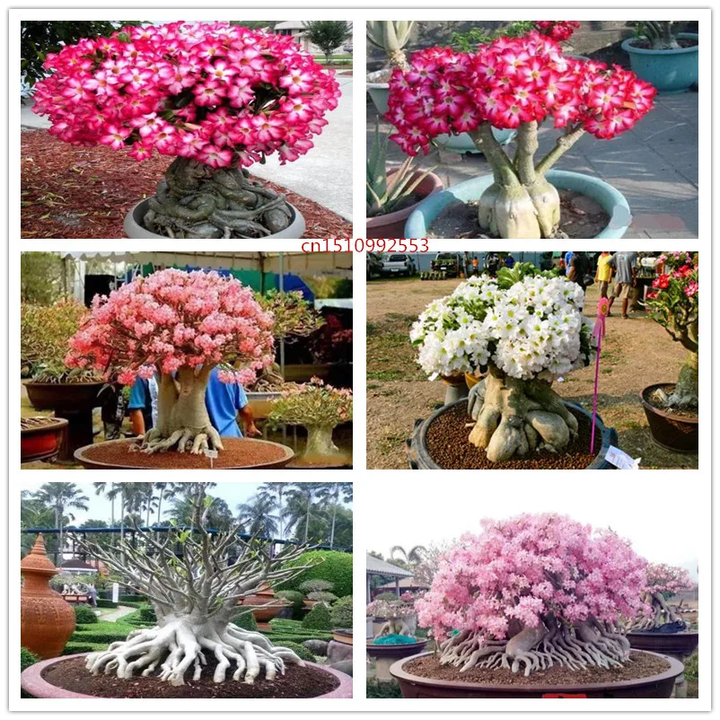 10pcs True Desert Rose Bonsai Ornamental Plants Balcony Bonsai Potted Flowers Drawf Adenium Obesum for home garden decoration
10pcs True Desert Rose Bonsai Ornamental Plants Balcony Bonsai Potted Flowers Drawf Adenium Obesum for home garden decoration