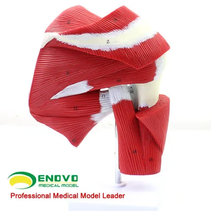 Medical shoulder joint muscle tendon model of human muscle anatomy model fitness system
Medical shoulder joint muscle tendon model of human muscle anatomy model fitness system
