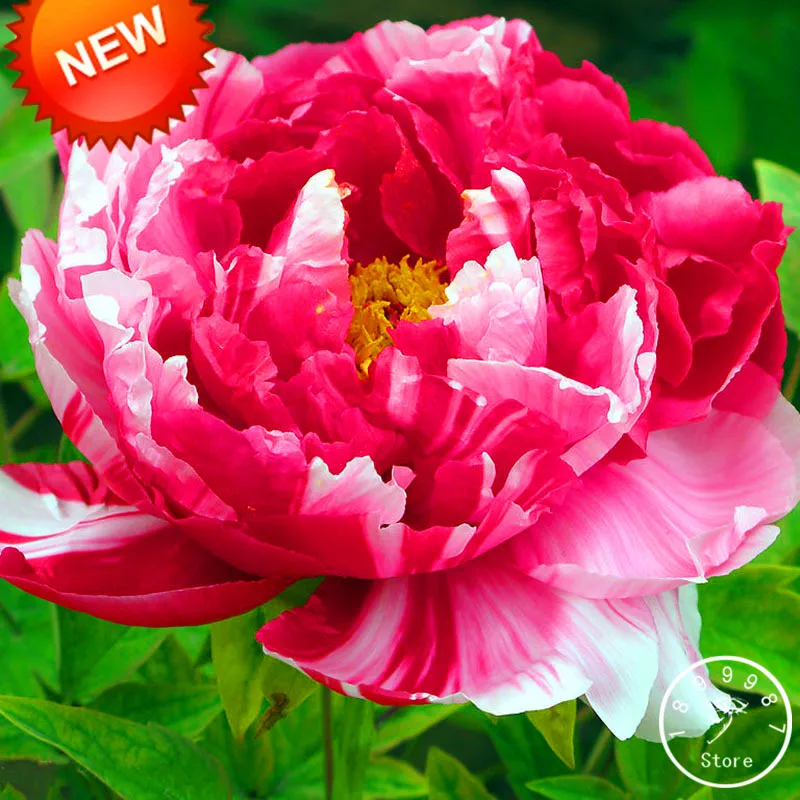 Sale!Pink and Red Double Color Peony Flower Plantas Potted Flowers Bonsai Plant Flores for Home Garden 10 Pcs/lot,#ZAMJFI
Sale!Pink and Red Double Color Peony Flower Plantas Potted Flowers Bonsai Plant Flores for Home Garden 10 Pcs/lot,#ZAMJFI