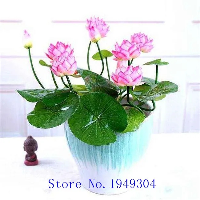 5pcs/bag bonsai flower lotus flower for summer 100% real Bowl lotus pots Bonsai garden plants
5pcs/bag bonsai flower lotus flower for summer 100% real Bowl lotus pots Bonsai garden plants
