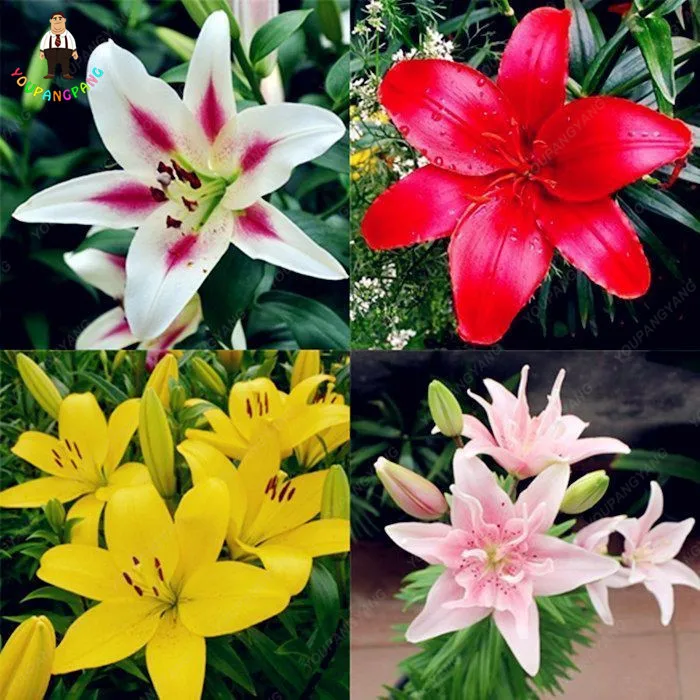 100pcs/ bag Exotic Bonsai Potted Lily Plant Outdoor Blooming Aromatic Lilum Flower Ornaments for Home Garden Easy to Grow
100pcs/ bag Exotic Bonsai Potted Lily Plant Outdoor Blooming Aromatic Lilum Flower Ornaments for Home Garden Easy to Grow