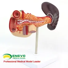 Pancreatic duodenal spleen model human digestive system abdominal cavity hepatic portal vein diabetes mellitus
Pancreatic duodenal spleen model human digestive system abdominal cavity hepatic portal vein diabetes mellitus