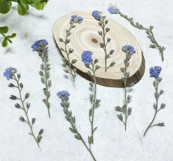 250pcs 4-7cm Pressed Dried Myosotis Sylvatica Forgetmenot Flower Plant Herbarium For Jewelry Postcard Bookmark Phone Case DIY
250pcs 4-7cm Pressed Dried Myosotis Sylvatica Forgetmenot Flower Plant Herbarium For Jewelry Postcard Bookmark Phone Case DIY