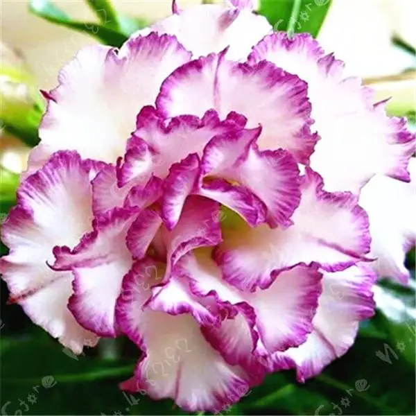True 100% white and purple combination of Desert Rose balcony petals flower Potted Garden Flowers Bonsai Plants Adenium Obesum 1
True 100% white and purple combination of Desert Rose balcony petals flower Potted Garden Flowers Bonsai Plants Adenium Obesum 1