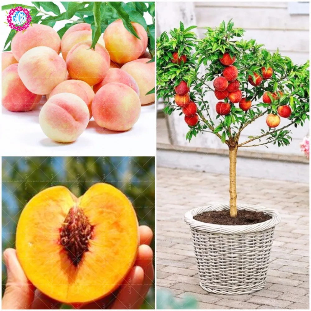 2019 Peach Bonsai tree Eat delicious juicy meaty fruit bonsai Diy Couryard for home garden pot plants Semillas 2pcs
2019 Peach Bonsai tree Eat delicious juicy meaty fruit bonsai Diy Couryard for home garden pot plants Semillas 2pcs