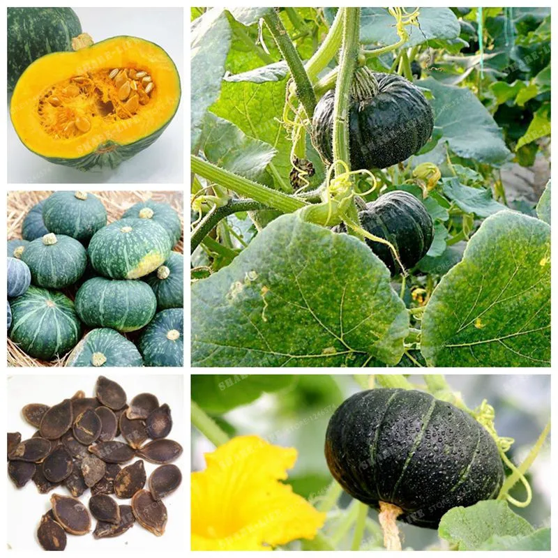 10 Pcs Sweet Pumpkin Bonsai Organic Heirloom Squash Winter Butternut Bonsai, Rare Vegetables Bonsai For Home Garden
10 Pcs Sweet Pumpkin Bonsai Organic Heirloom Squash Winter Butternut Bonsai, Rare Vegetables Bonsai For Home Garden