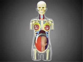 4D Translucent Female ANATOMY TORSO Body Women Pregnancy Pregnant 41 Parts Assembled Human Model Medical Skull Skeleton Manikins 
4D Translucent Female ANATOMY TORSO Body Women Pregnancy Pregnant 41 Parts Assembled Human Model Medical Skull Skeleton Manikins