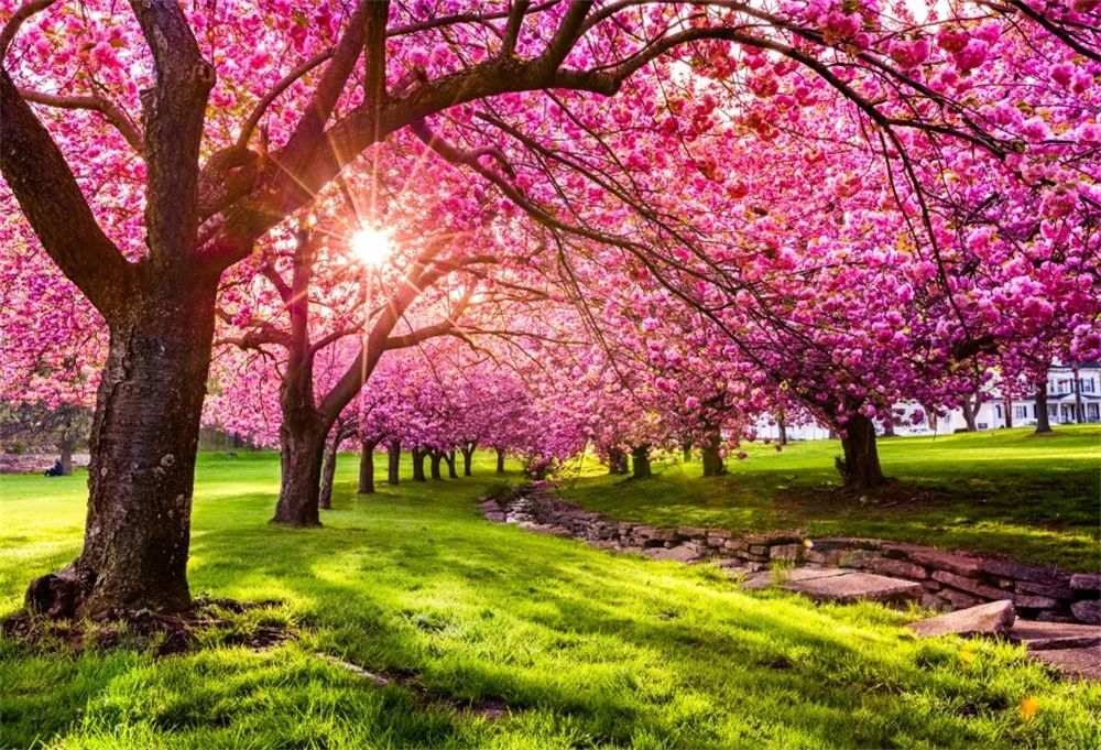 Laeacco Spring Tree Pink Blossom Flower Grassland Sunshine Natural Scenic Photo Backgrounds Photographic Backdrops Photo Studio
Laeacco Spring Tree Pink Blossom Flower Grassland Sunshine Natural Scenic Photo Backgrounds Photographic Backdrops Photo Studio