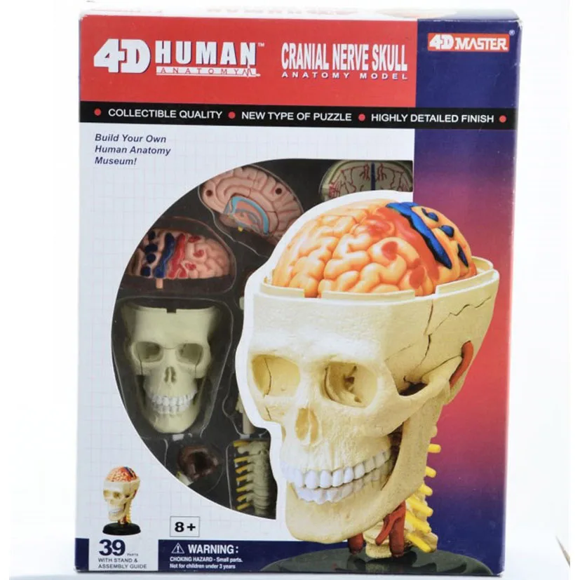4D Master Human CRANIAL NERVE SKULL anatomical model denture teeth organizadores for esqueleto humano anatomia microscope
4D Master Human CRANIAL NERVE SKULL anatomical model denture teeth organizadores for esqueleto humano anatomia microscope