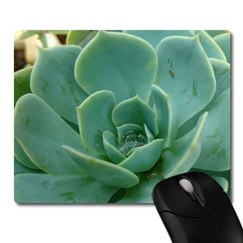 Natural green succulent plants printed Heavy weaving anti-slip rubber pad office mouse pad Coaster Party favor gifts 220x180x3mm
Natural green succulent plants printed Heavy weaving anti-slip rubber pad office mouse pad Coaster Party favor gifts 220x180x3mm