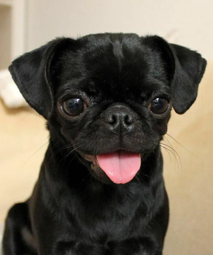 black pug dog