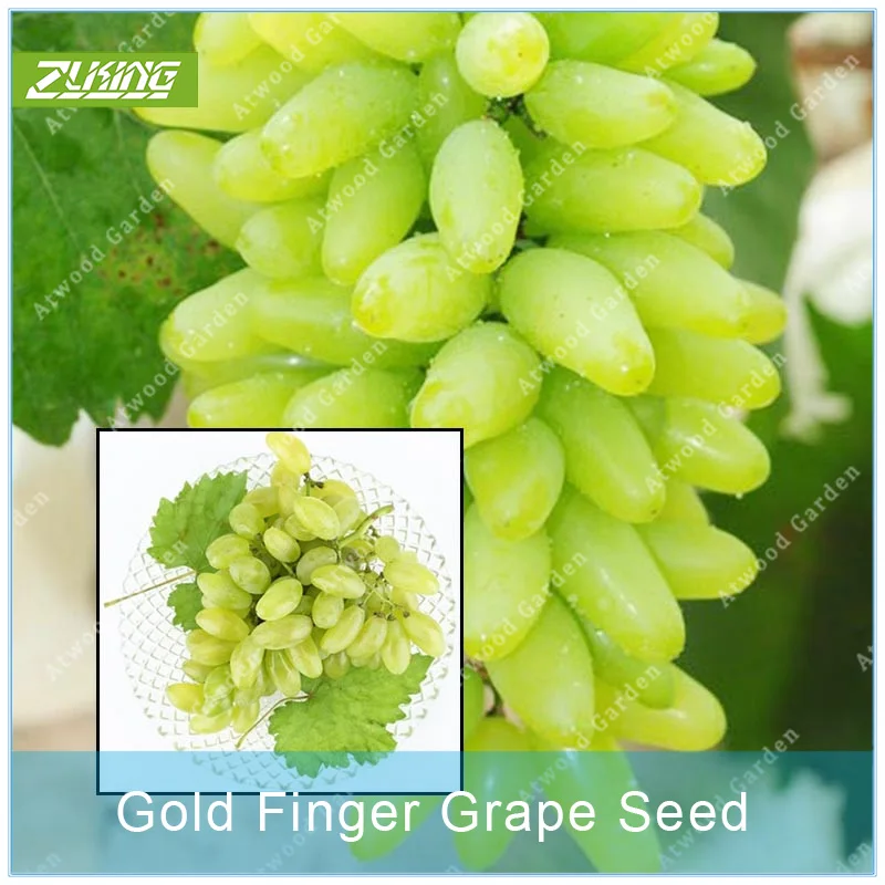 ZLKING 50pcs Golden Finger Grape Tropical Rare Exotic Rruit Plants Bonsai Popular Perennial Plants For Home Garden
ZLKING 50pcs Golden Finger Grape Tropical Rare Exotic Rruit Plants Bonsai Popular Perennial Plants For Home Garden