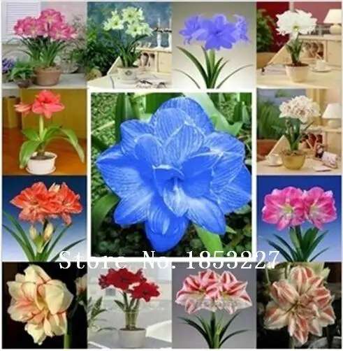 Free Shipping 200 pcs/bag True Amaryllis Flower Not Bulbs Bonsai Flower Hippeastrum for Home & Garden Barbados Lily Flower Pot
Free Shipping 200 pcs/bag True Amaryllis Flower Not Bulbs Bonsai Flower Hippeastrum for Home & Garden Barbados Lily Flower Pot