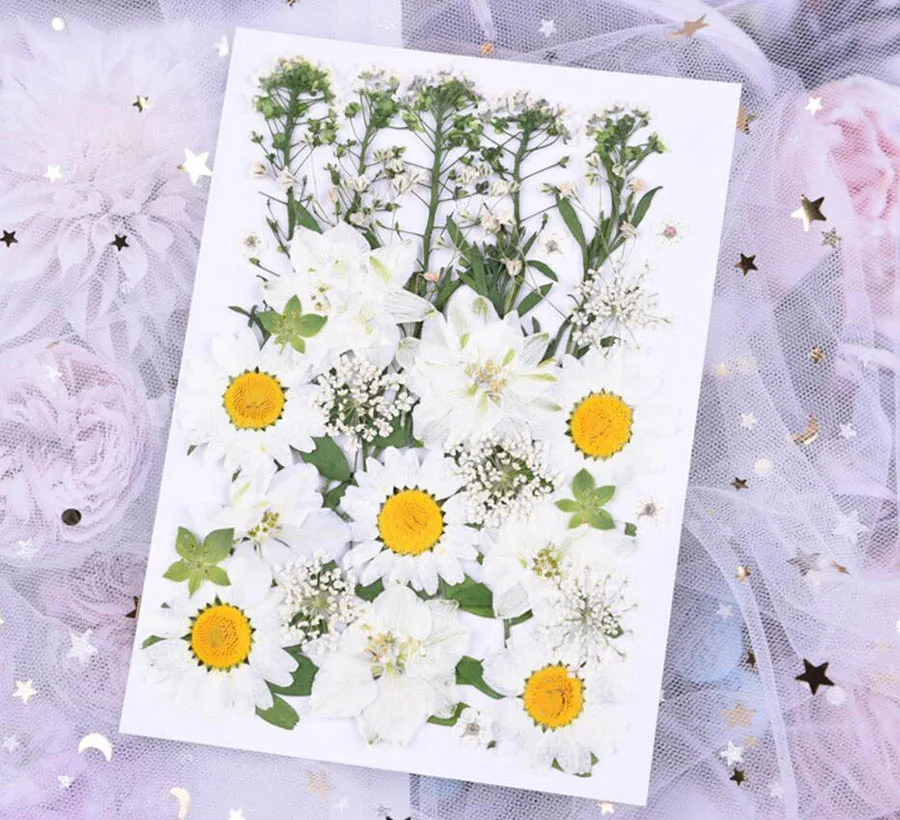 120pcs Pressed Dried Mixed White Flower and Green Leaves Plant Herbarium For Jewelry Bookmark Postcard Phone Case Making DIY
120pcs Pressed Dried Mixed White Flower and Green Leaves Plant Herbarium For Jewelry Bookmark Postcard Phone Case Making DIY