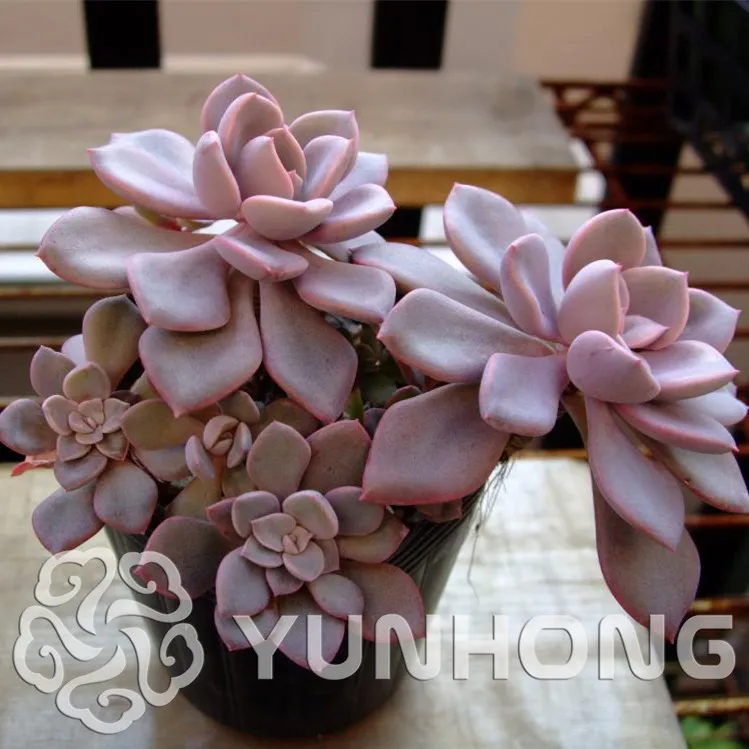 *100PCS Fleshy Succulent Bonsai Graptoveria Lithops Pseudotruncatella Bonsai Plants Bonsai for home & garden Flower pots
*100PCS Fleshy Succulent Bonsai Graptoveria Lithops Pseudotruncatella Bonsai Plants Bonsai for home & garden Flower pots