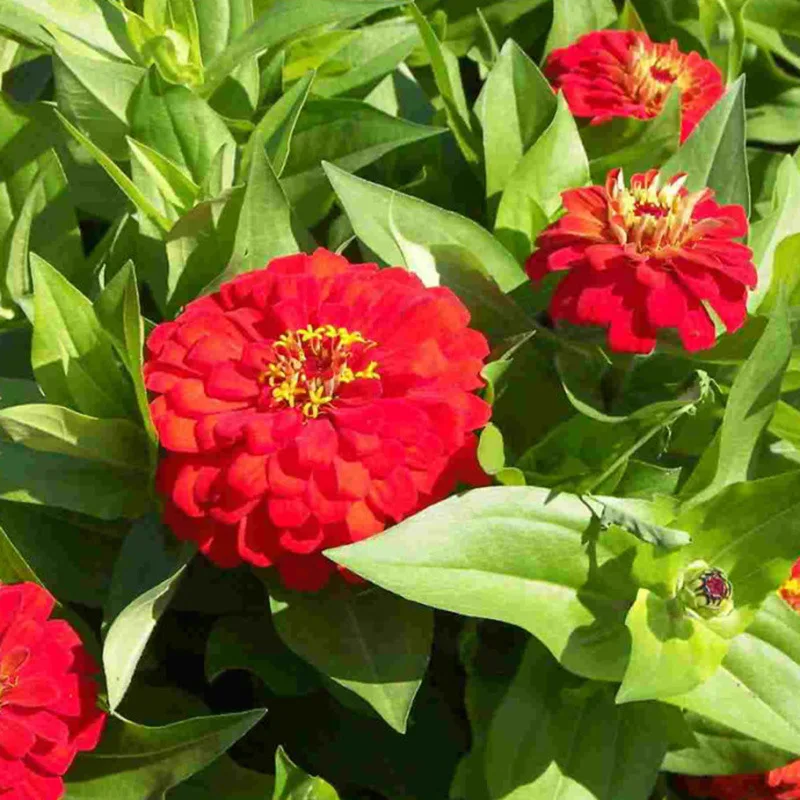Hot Sale 50 Pcs/bag Red Zinnia Elegans Flower Bonsai Perennial Bonsai Four Seasons Easily Growing Courtyard Balcony Plants
Hot Sale 50 Pcs/bag Red Zinnia Elegans Flower Bonsai Perennial Bonsai Four Seasons Easily Growing Courtyard Balcony Plants