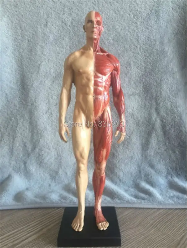 1:6 30cm PU Human skeleton anatomical Anatomy Skull Sculpture Male 1:6 Flesh/Anatomy fig v.2 - flesh & superficial muscle 
1:6 30cm PU Human skeleton anatomical Anatomy Skull Sculpture Male 1:6 Flesh/Anatomy fig v.2 - flesh & superficial muscle