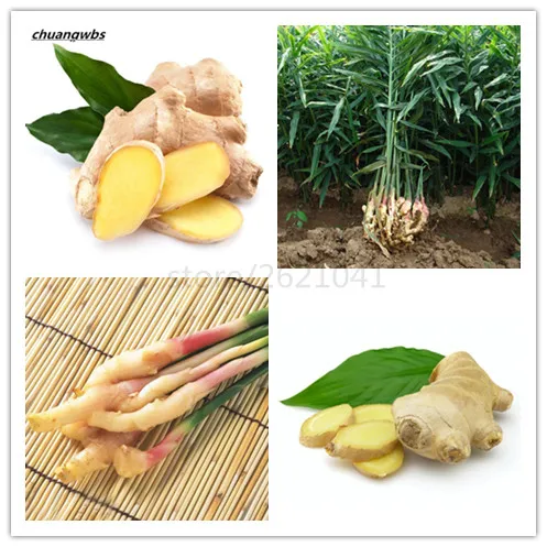 100 Pcs/bag Ginger Balcony organic Vegetables Potted Bonsai for Four Seasons plant Zingiber
100 Pcs/bag Ginger Balcony organic Vegetables Potted Bonsai for Four Seasons plant Zingiber