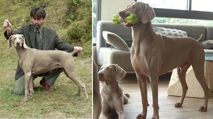 Weimaraner Size Chart