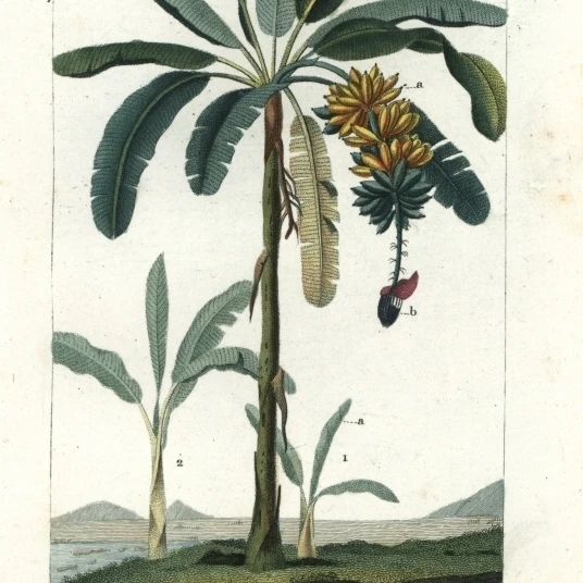 Apple Banana Musa Acuminata I Balbisiana Poster Print By <ALIMT >®</ALIMT> Florilegius Mary Evans (18 X 24)