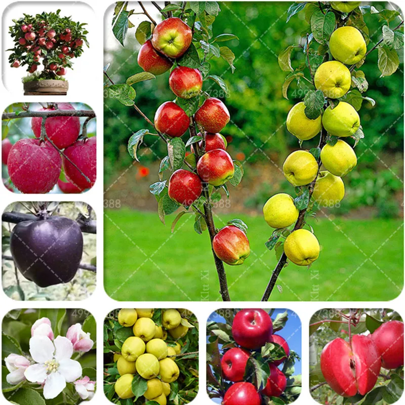 New! 30 Pcs Mix Apple Tree Tropical Fruit Tree Bonsai, Planting is Simple, Novel Plants for Home Garden sementes raras de frutas
New! 30 Pcs Mix Apple Tree Tropical Fruit Tree Bonsai, Planting is Simple, Novel Plants for Home Garden sementes raras de frutas