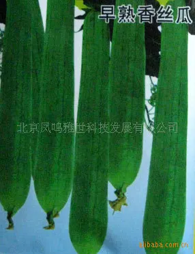 2018 Real Limited Outdoor Plants Very Easy Mini Garden Summer Excluded Courtyard Interest bonsai Hong 5pcs Organic Vegetable
2018 Real Limited Outdoor Plants Very Easy Mini Garden Summer Excluded Courtyard Interest bonsai Hong 5pcs Organic Vegetable