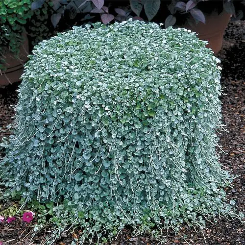 Image 100 Dichondra Repens lawn seed money grass hanging decorative garden plants do flower seeds free shipping