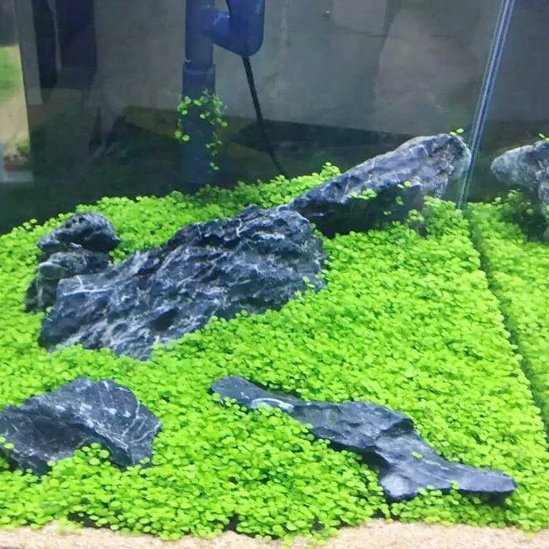 Aquarium Plant Seeds Water Aquatic Green Water Grass Decoration Easy Planting Fish Tank Landscape Ornament11