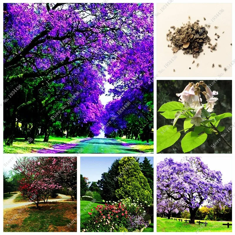 200 Pcs /Bag Bonsai Purple Paulownia Royal Empress Tree (Paulownia Tomentosa) Ourdoor Plants Flower Home Garden Pot Fast Growing
200 Pcs /Bag Bonsai Purple Paulownia Royal Empress Tree (Paulownia Tomentosa) Ourdoor Plants Flower Home Garden Pot Fast Growing