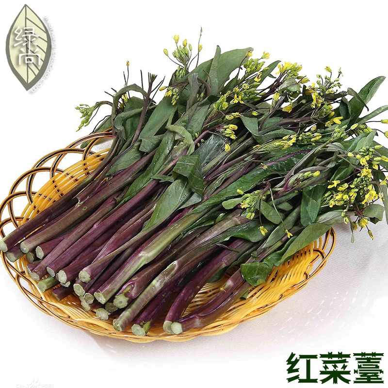 Brassica campestris bonsai red cabbage purple head four seasons planting garden balcony vegetable 100pcs
Brassica campestris bonsai red cabbage purple head four seasons planting garden balcony vegetable 100pcs