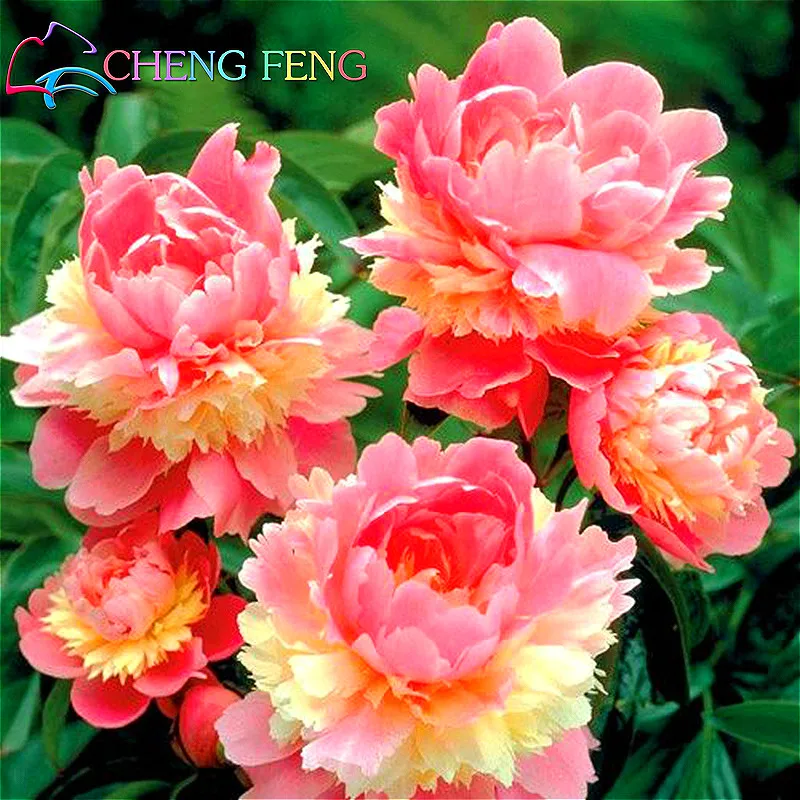 10pcs/bag Peony plants Chinese Garden Bonsai Peony Flower plants Beautiful Potted Plants bonsai For Home Jardin * Indoor Semente
10pcs/bag Peony plants Chinese Garden Bonsai Peony Flower plants Beautiful Potted Plants bonsai For Home Jardin * Indoor Semente