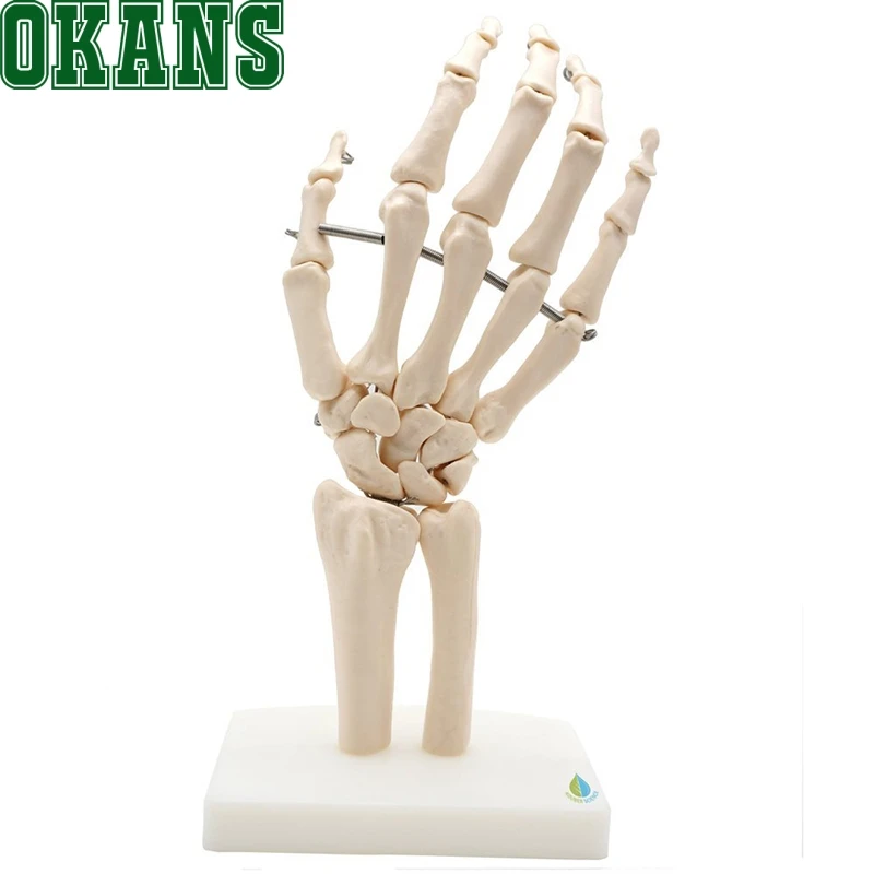 1:1 Size Human Hand Joint Model Hand Skeleton Bone Model Wrist Skeleton Model Medical Science Teaching Supplies
1:1 Size Human Hand Joint Model Hand Skeleton Bone Model Wrist Skeleton Model Medical Science Teaching Supplies