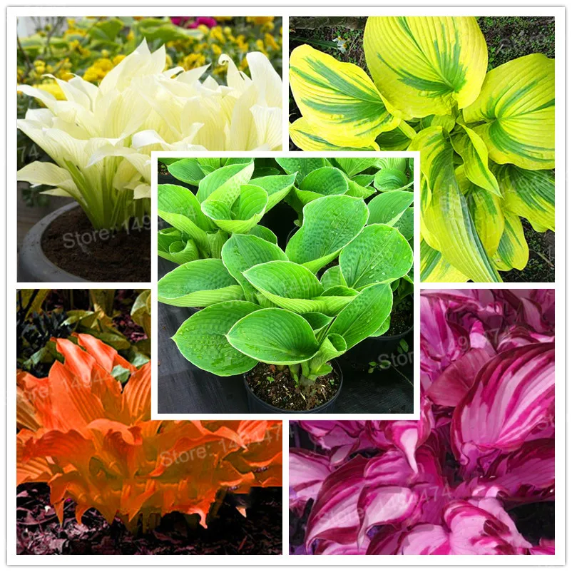 100pcs/bag mixed color Hosta plants,Hosta 'Whirl Wind' in full shade,hosta flower flores Bonsai plantas Grass plante for Home Ga
100pcs/bag mixed color Hosta plants,Hosta 'Whirl Wind' in full shade,hosta flower flores Bonsai plantas Grass plante for Home Ga