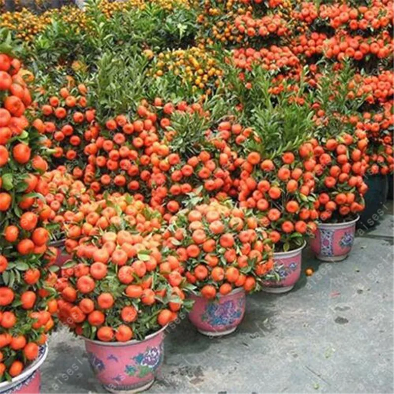 20pcs/Citrus plant Bonsai Mandarin Orange bonsai Edible Fruit Bonsai Tree plant Healthy Food Home Garden Easy To Grow
20pcs/Citrus plant Bonsai Mandarin Orange bonsai Edible Fruit Bonsai Tree plant Healthy Food Home Garden Easy To Grow