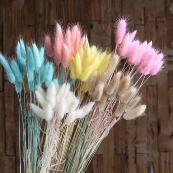 20pcs Lot Lagurus Dried Flowers Artificial Dyeing Real Flowers Ovatus Bouquet for Home Wedding Decoration Fake Flowers Natural
20pcs Lot Lagurus Dried Flowers Artificial Dyeing Real Flowers Ovatus Bouquet for Home Wedding Decoration Fake Flowers Natural