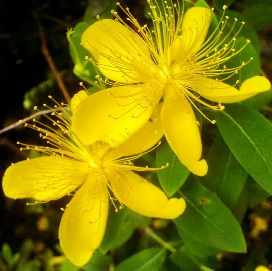 Hypericum-monogynum-Flowers-seeds-200PCS